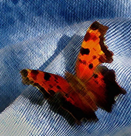 BlueJean Butterfly