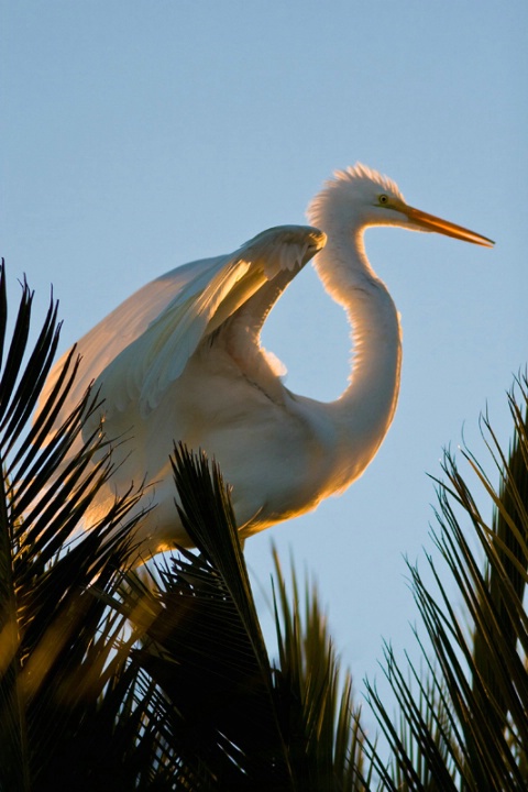 Egret At Sunset