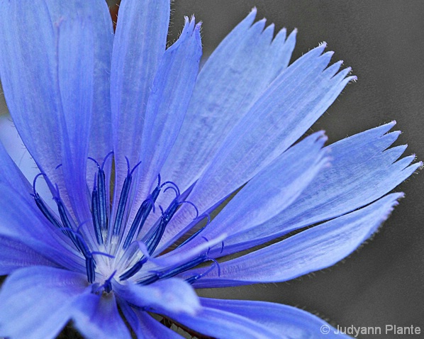 Cornflower Blue(f1)