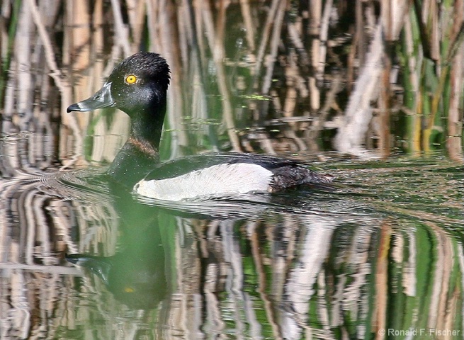 Ring-necked Duck!