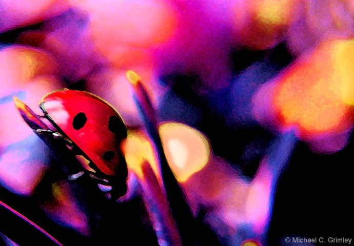 ladybug_1_fresco_glow_edited-2