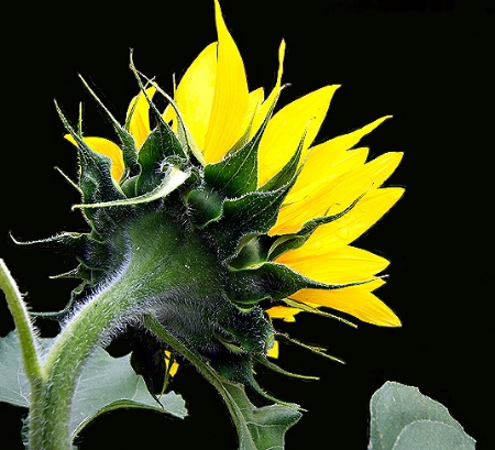 Sunflower - The Backside