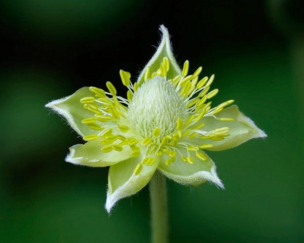 Thimbleweed