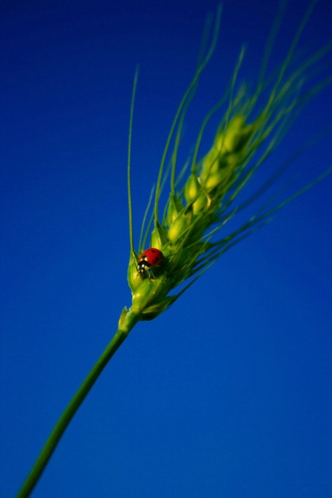 Harvest Defender