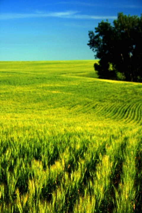 -Colors of Harvest-