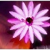 © Thomas A. Statas PhotoID # 4229967: Water Lily