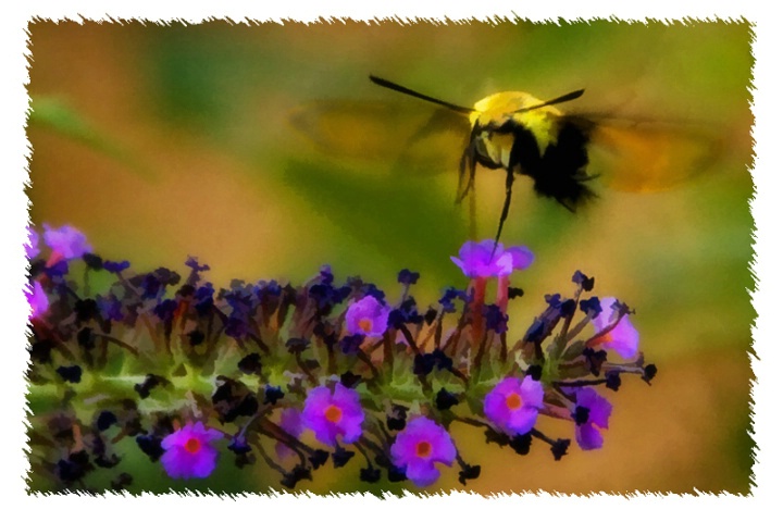 Clear Wing Moth on Buttlerfly Bush