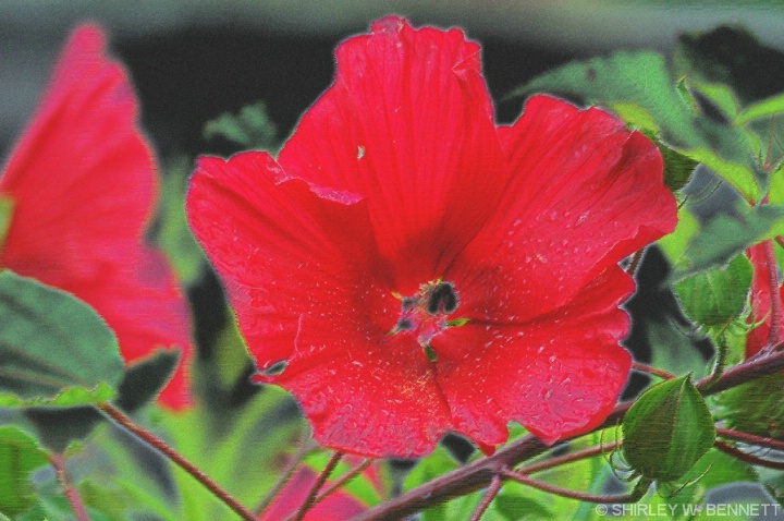 FLOWER DIFFUSED GLOW PHOTOSHOP - ID: 4239208 © SHIRLEY MARGUERITE W. BENNETT