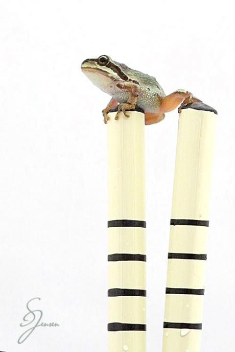 Frogsticks