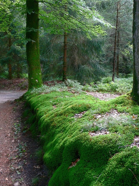 Forest moss