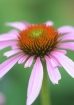 Broken Petals