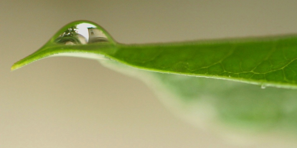 A Drop of Rain - ID: 4240954 © Agnes Fegan