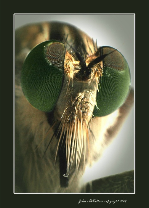"Robber Fly"