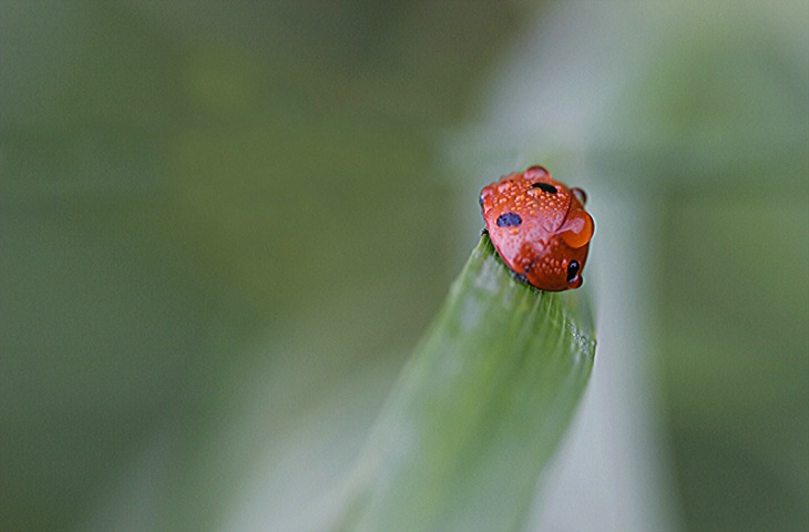 Ladybird  in the morning 