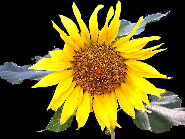 Sunflower - TA DAAAAA
