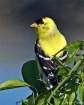 Goldfinch, 3rd pl...