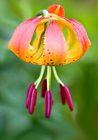 Turk's Cap Lily