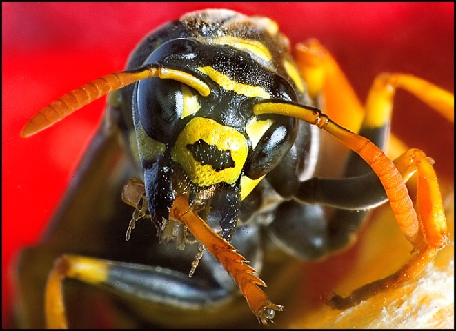 Wasp clean his leg