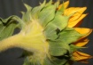 Sunflower Fuzz