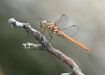 Roseate Skimmer