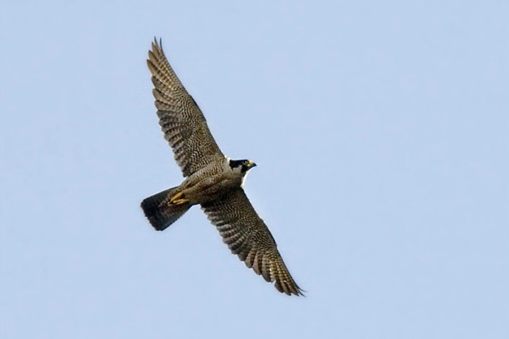 Adult Peregrine Falcon - Hunting - ID: 4245927 © John Tubbs
