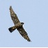 2Adult Peregrine Falcon - Hunting - ID: 4245927 © John Tubbs