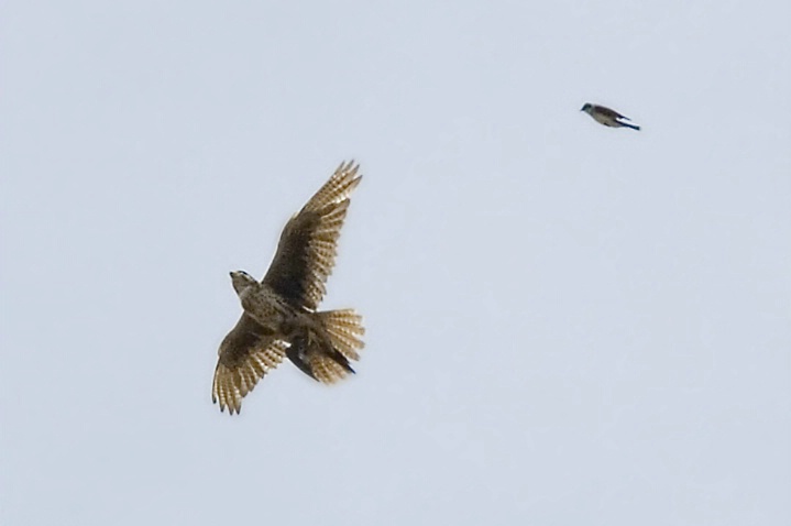 Prairie Falcon with Captured Swallow - ID: 4245928 © John Tubbs