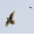 2Prairie Falcon with Captured Swallow - ID: 4245928 © John Tubbs