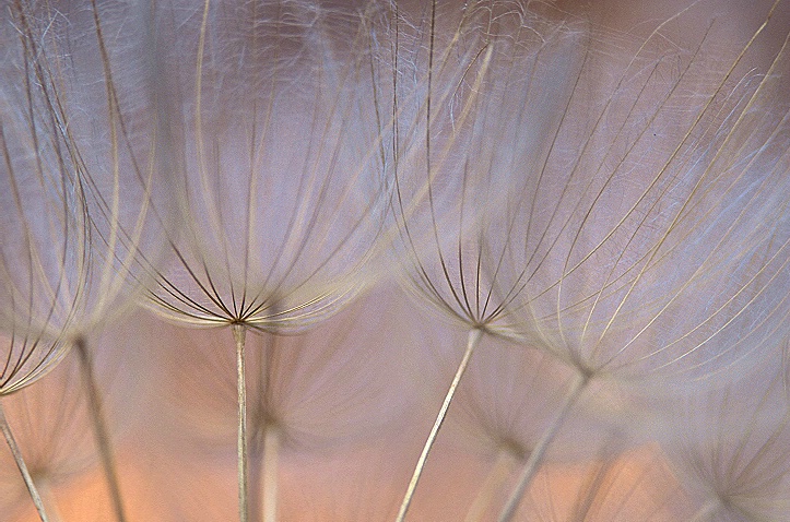 Goat's Beard