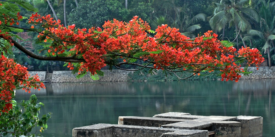 Flamboyant On River Bank