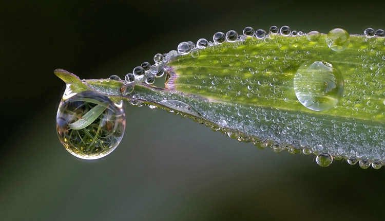 Dewdrop Sonata