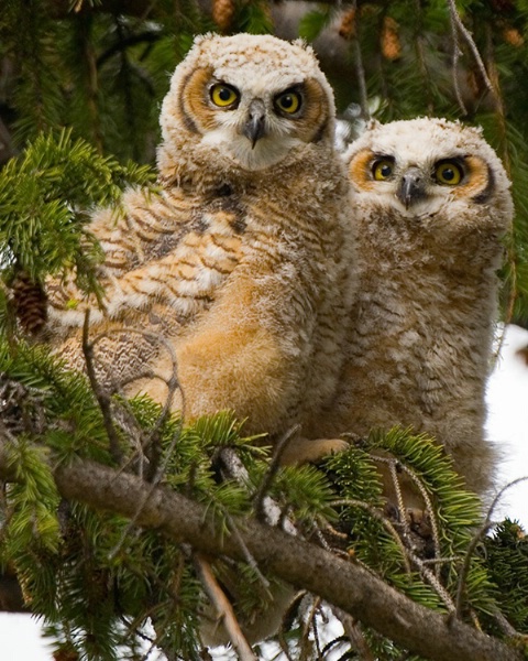Great Horned Owl Babies
