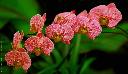 Orchid Sonata