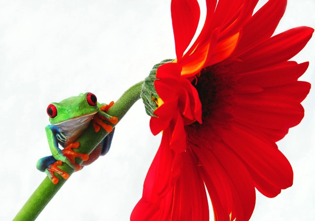 Frogger Flower