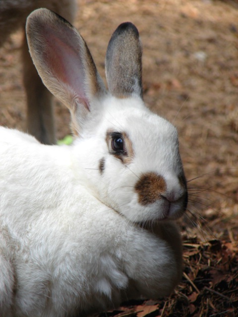 Friendly bunny