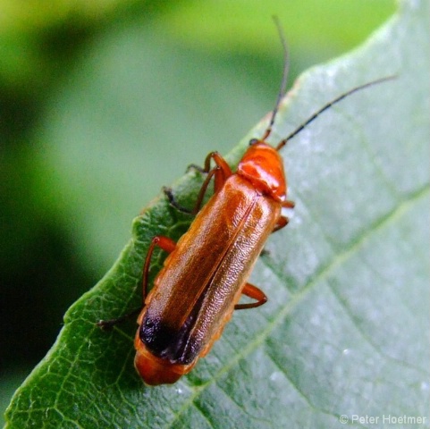 red_bug
