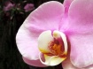 Orchid