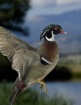 Wood duck in flig...