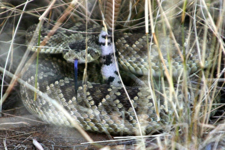 Snake in the Grass 2