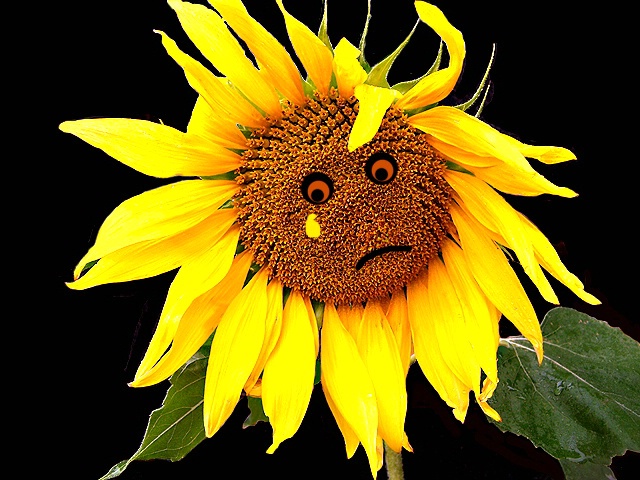 Mr. Sunflower says a TEARFUL goodbye to all