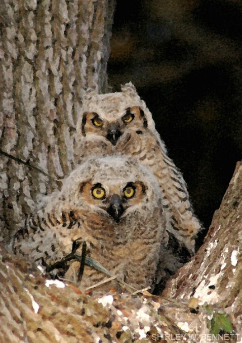 BABY OWLS - ID: 4254881 © SHIRLEY MARGUERITE W. BENNETT