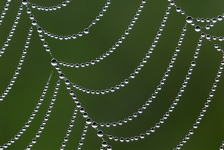 Nature's Necklace