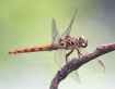 Roseate Skimmer I...