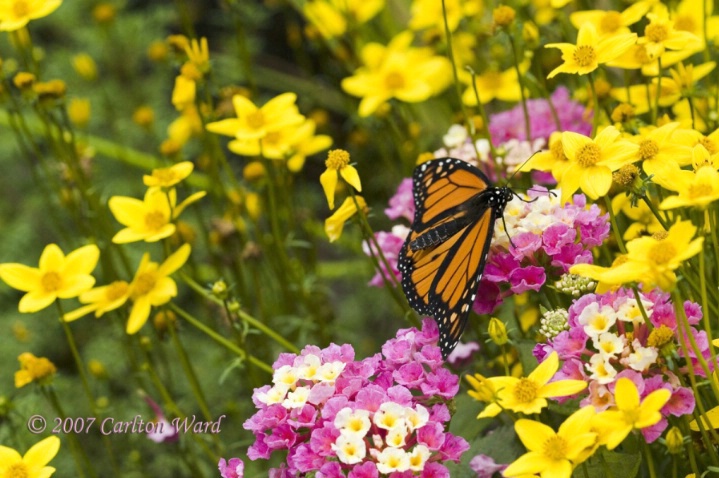 1/200s, f/5.6, iso200, 100mm macro, tripod