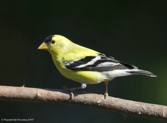 American Goldfinch (Male)