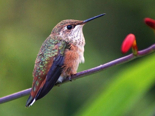 Hummer At Rest