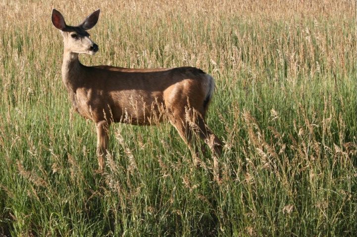 Deer in Colorado