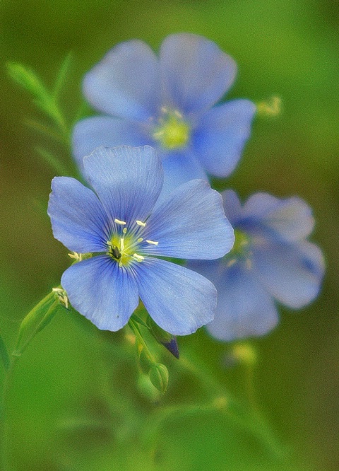 High Sierra Flower