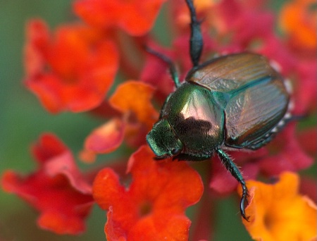 Beetle On Lantana