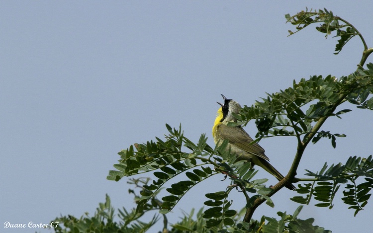 Common Yellowthroat Warbler